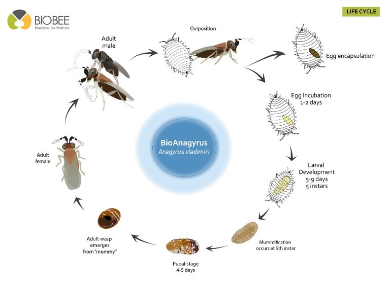 anagyrus-life-cycle - BioBee