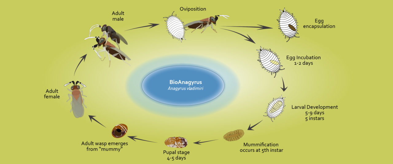 anagyrus life cycle - BioBee