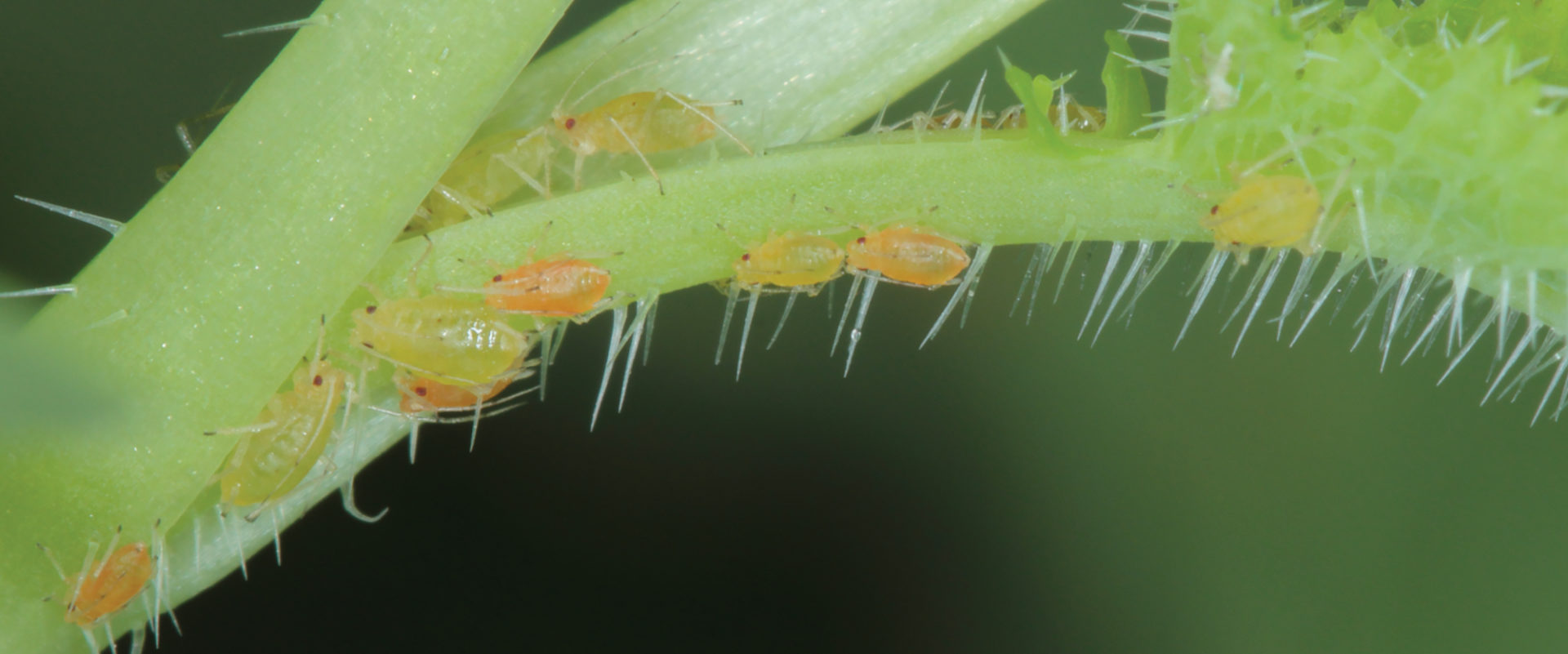 green peach aphid - BioBee