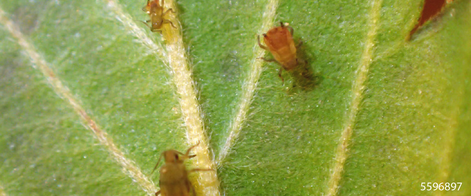 Rice root aphid - BioBee