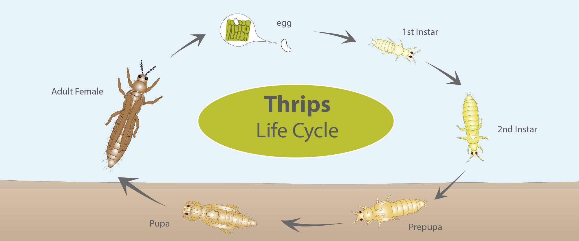Thrips - Integrated Pest Management